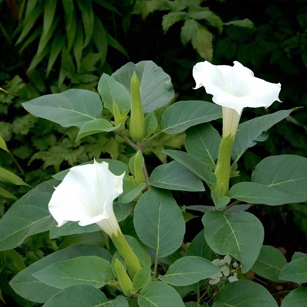 Datura Flower